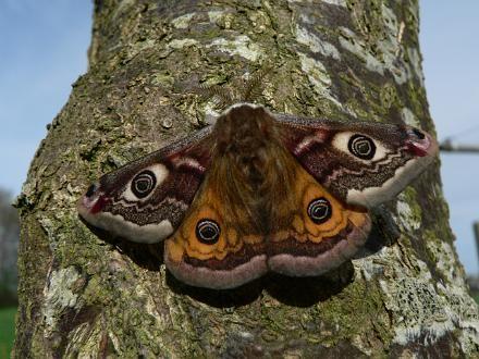 nachtpauwoog man.jpg - Nachtpauwoog - Saturnia pavonia (man)
